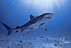 With the sun came the Tiger Sharks! A beautiful day at Ti... by Steven Anderson 